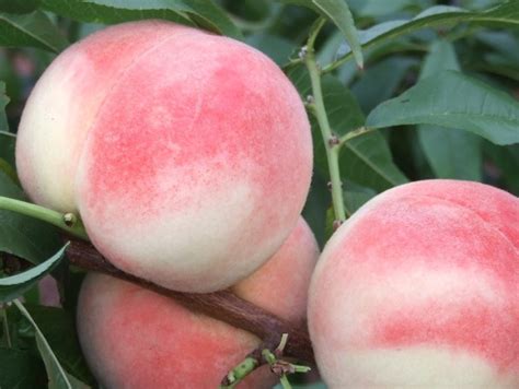 炎陵黄桃——又称高山黄桃，属《锦绣黄桃》品种 - 知乎