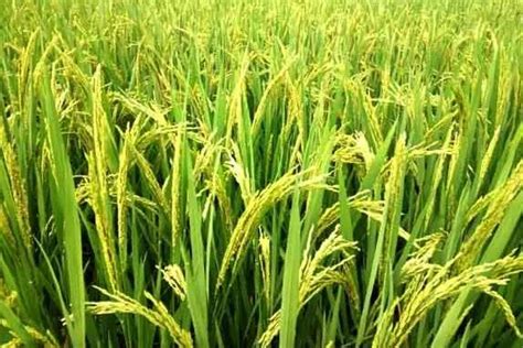 铁杆大穗水稻品种,特高产水稻,水稻矮杆高产品种(第13页)_大山谷图库