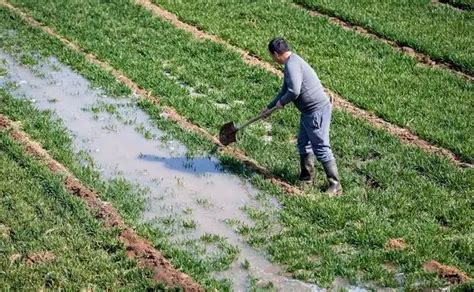 互联网 农业 跨界融合，新浪米水稻数字化种植应用推进中_灌溉