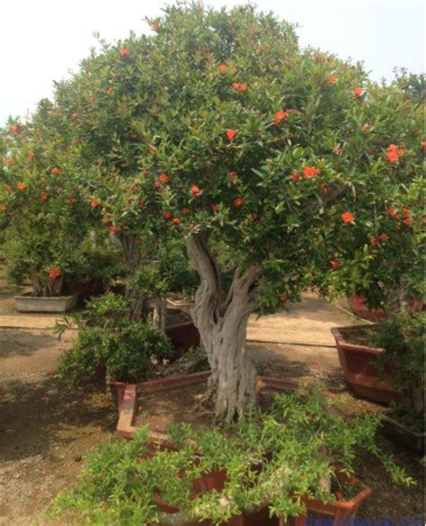 院子里有空地，栽上6种“观赏果树”，好看还能吃水果_企业新闻网