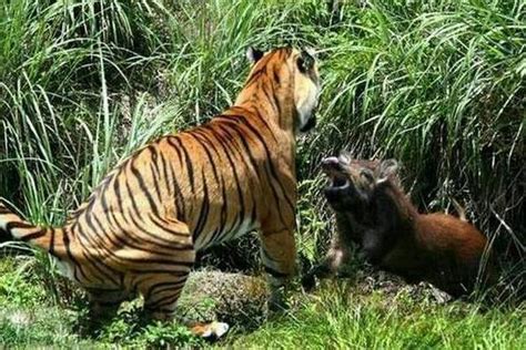 野猪的攻击力有多强？勇斗老虎，杀死花豹，吓跑猎豹和狮子