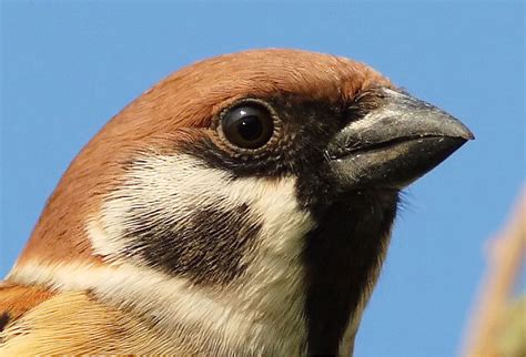 西溪湿地鸟类科普：第九期麻雀 - 中国自然保护区生物标本资源共享平台