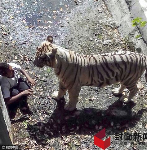 宁波老虎咬人事件最新视频，实拍警察击毙老虎