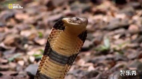 世界上最大的毒蛇——眼镜王蛇