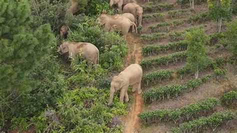 北移亚洲象群返回普洱恰逢玉米成熟，直接躺平开启吃睡模式_凤凰网视频_凤凰网