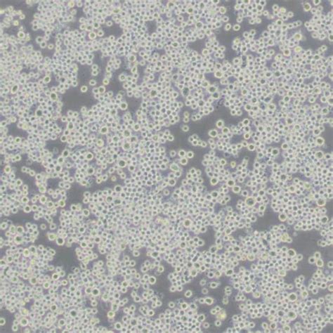 小鼠骨髓瘤细胞；Sp2/0-Ag14仅供科研实验BH-0109633