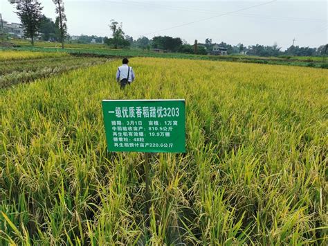 第三代杂交水稻平均亩产突破1000公斤，将成未来育种技术发展方向|界面新闻 · 中国