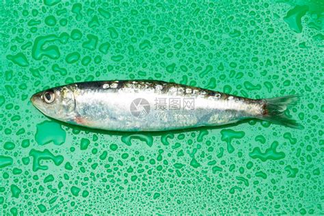 沙丁鱼是一种在鱼贩中很容易找到的鱼高清图片下载-正版图片507499868-摄图网
