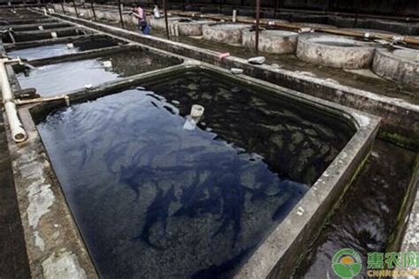 放流中华鲟 2019年长江口珍稀水生生物增殖放流活动日前在长江口水域举行