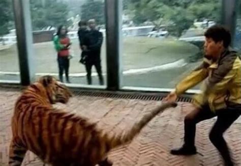 动物园回应虐虎事件：饲养员与幼虎嬉戏_新浪图片