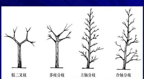 怎么种树 —【发财农业网】