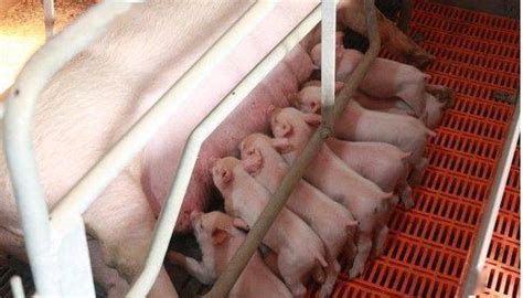 为什么母猪产仔数少，母猪产仔少的原因有哪些？__凤凰网