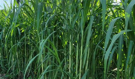 营养最高的牧草排名前三的是什么草-长景园林网
