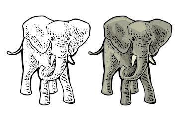 Elefante grabado vintage vector color ilustración aislado sobre fondo ...