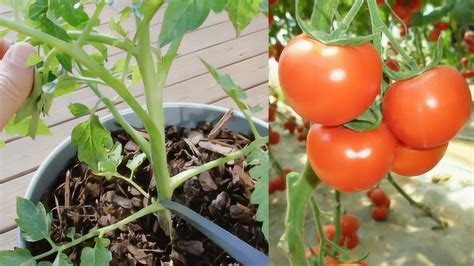 西红柿种植和管理技术