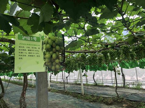葡萄栽培中存在的问题及对策 | 学大棚蔬菜种植技术,农业技术培训,无土栽培 - 好温室网