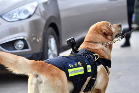 中国警犬也有战术头盔，防弹防爆，还有护目镜，戴上秒变反恐狗_腾讯视频