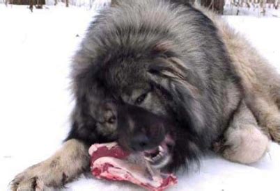 俄罗斯北高加索犬,罗斯高加索犬,罗斯北高加索地区_大山谷图库