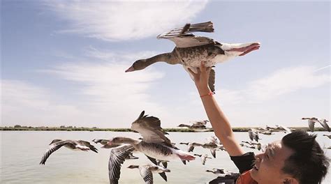 沙湖伴飞鸿雁和它们的“妈妈”-宁夏新闻网