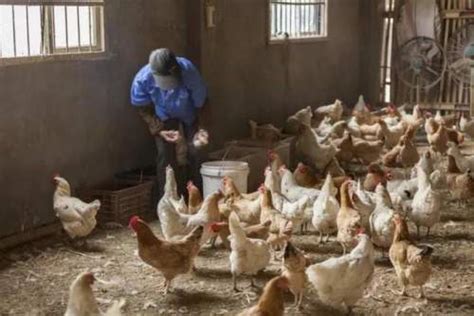 高清养鸡厂视频下载素材,养鸡厂素材模板下载