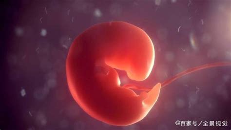 怀孕1~10个月，胎儿发育变化全过程！想“修炼成人”还得过四关_cm_子宫_胚胎