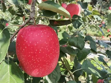 1100万元掀开瑞香红苹果的神秘面纱 国产新品种苹果转化价格再创新高 | 国际果蔬报道