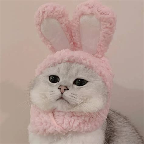 猫咪控图片