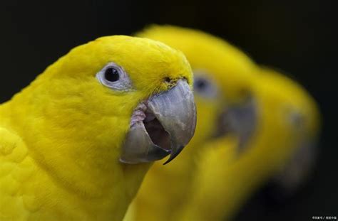 为什么鹦鹉会说话, 而大多数其他的鸟却不能?