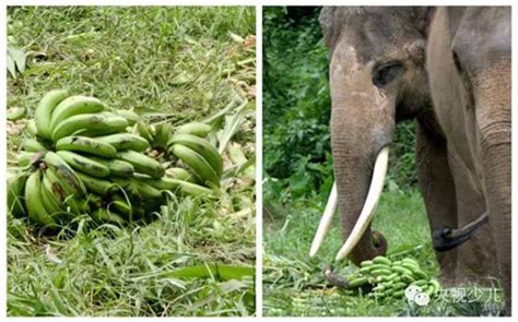 大象喜欢吃什么食物-