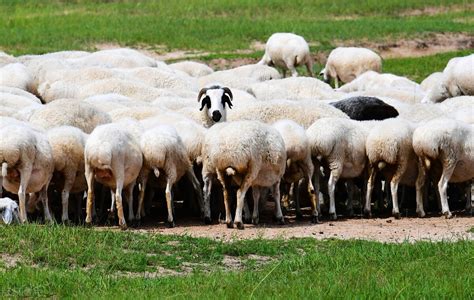 肉用羊有啥特点？国内的优秀肉羊品种有哪些？养殖户分享知识