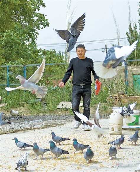 我幸福的养鸽生活-中国信鸽信息网相册