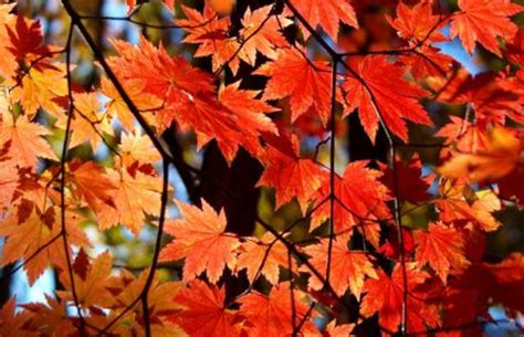 秋天公园中的红色枫叶图片素材_免费下载_jpg图片格式_VRF高清图片500692195_摄图网
