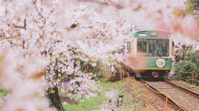 北京长城脚下山花怒放 花海与列车在春天里相遇--图片频道--人民网