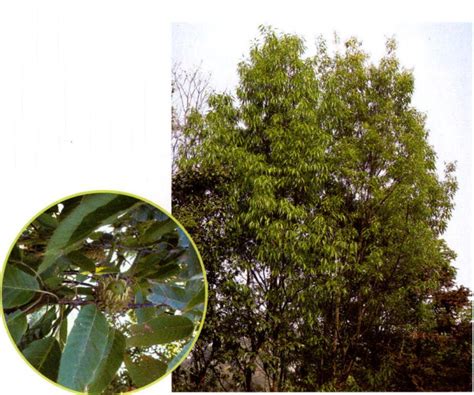 麻栎-玉环木本植物-图片