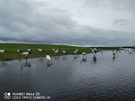 扎龙40年:湿地与鹤同美