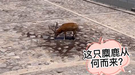 上海再现野生四不像 可爱的样子原来还是国家级保护动物_城市_中国小康网