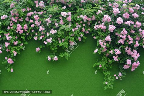 蔷薇花景观墙,花卉,植物花草,摄影素材,汇图网www.huitu.com