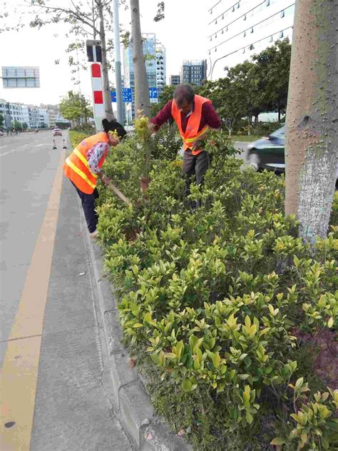 常宁：城区绿化补植工作将于5月初完成_生态_常宁新闻网