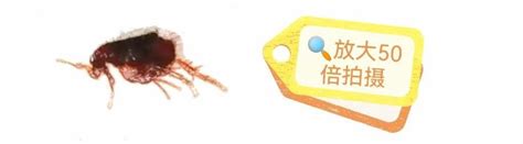跳蚤的预防和除灭方法|东方汉诺北京专业除灭跳蚤服务公司