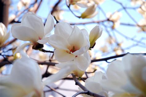 南京市花是什么花-行业新闻-中国花木网
