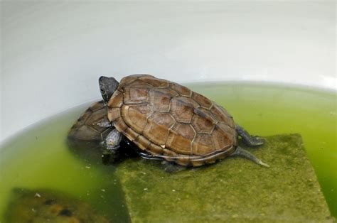 水龟 水面 装甲 龟 水 爬行动物 动物 上水 在池塘图片下载 - 觅知网