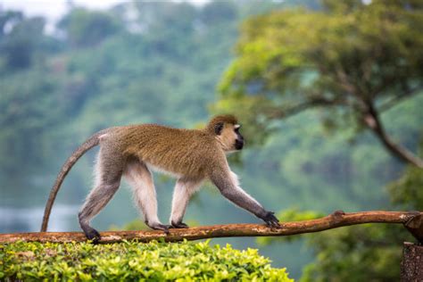 长得眉清目秀的猴子，尾巴是身体的两倍！|野生动物|长尾叶猴|尾巴_新浪新闻