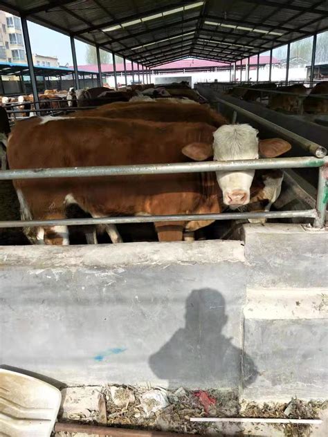 牛肉价格支撑河北黄牛市场的小牛犊价格居高不下_肉牛引种指南-小牛犊价格|牛苗价格|张北牛市场|