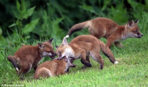 狐狸宝宝到奶奶家拜访，还带了小伙伴过来一起玩，太可爱了吧！