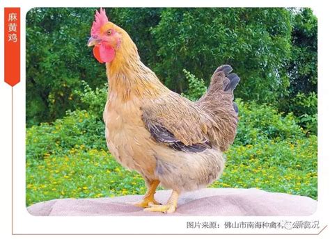 散养公鸡 - 第2页 - 国鸡(麻鸡/三黄鸡/土鸡)专区 鸡病专业网论坛