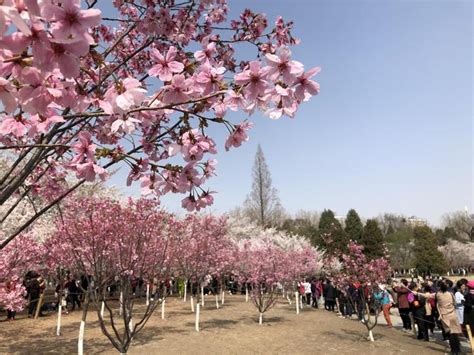 探访北京小众樱花地，我保证好几种樱花你都没见过|海淀区|樱花|玉渊潭公园_新浪新闻