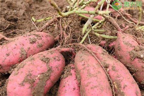 红薯栽培高产新方法 - 惠农网