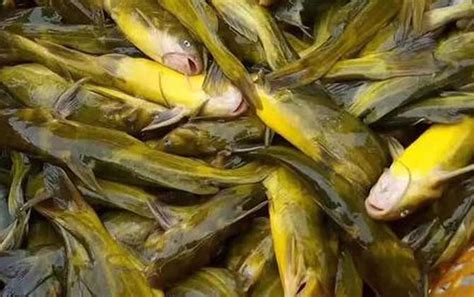 黄辣丁养殖一亩成本和利润 - 酷钓鱼