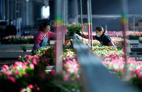 近400件福建花卉展品昨亮相银川中国花卉博览会-中国福建三农网