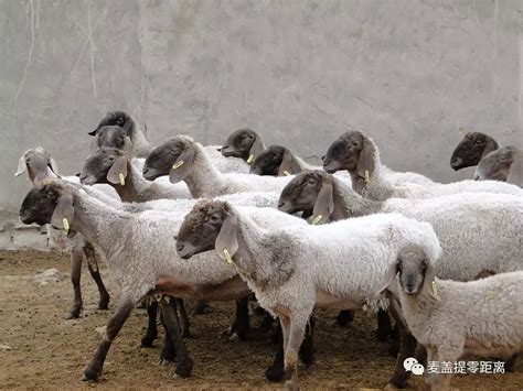 【品牌】麦盖提刀郎羊成为农民增收的重要支柱产业